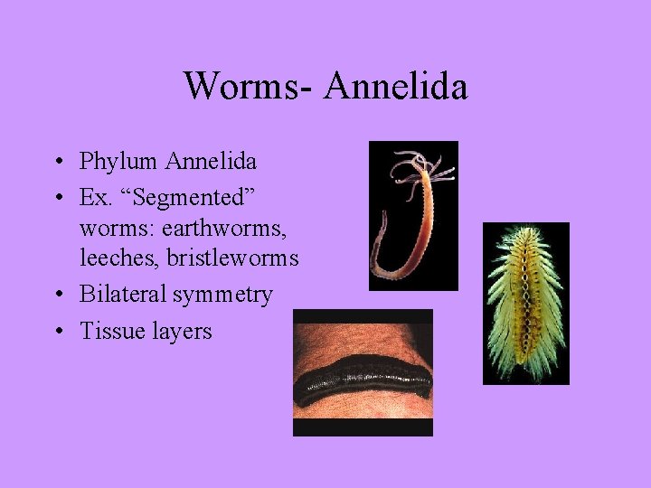 Worms- Annelida • Phylum Annelida • Ex. “Segmented” worms: earthworms, leeches, bristleworms • Bilateral