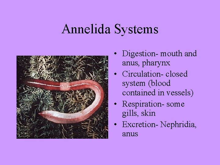 Annelida Systems • Digestion- mouth and anus, pharynx • Circulation- closed system (blood contained