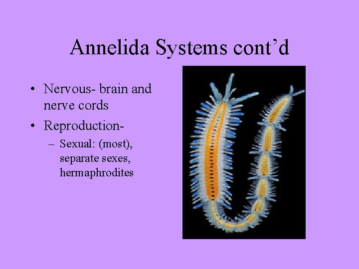 Annelida Systems cont’d • Nervous- brain and nerve cords • Reproduction– Sexual: (most), separate
