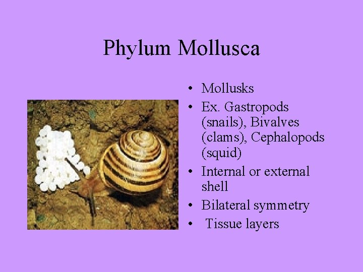 Phylum Mollusca • Mollusks • Ex. Gastropods (snails), Bivalves (clams), Cephalopods (squid) • Internal