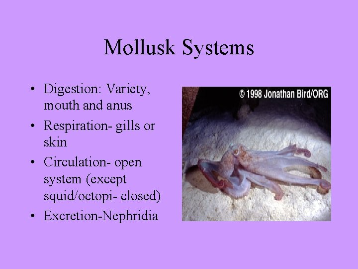 Mollusk Systems • Digestion: Variety, mouth and anus • Respiration- gills or skin •