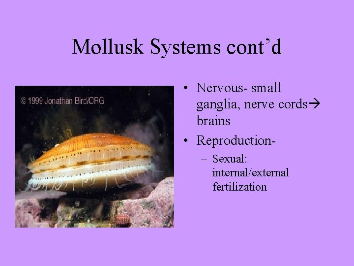 Mollusk Systems cont’d • Nervous- small ganglia, nerve cords brains • Reproduction– Sexual: internal/external