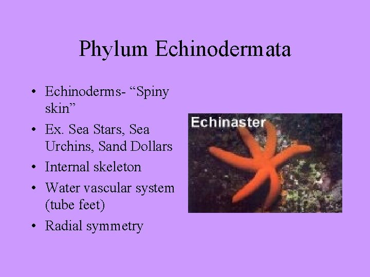 Phylum Echinodermata • Echinoderms- “Spiny skin” • Ex. Sea Stars, Sea Urchins, Sand Dollars