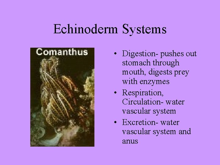Echinoderm Systems • Digestion- pushes out stomach through mouth, digests prey with enzymes •