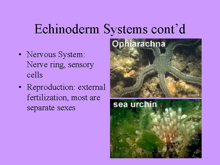 Echinoderm Systems cont’d • Nervous System: Nerve ring, sensory cells • Reproduction: external fertilization,