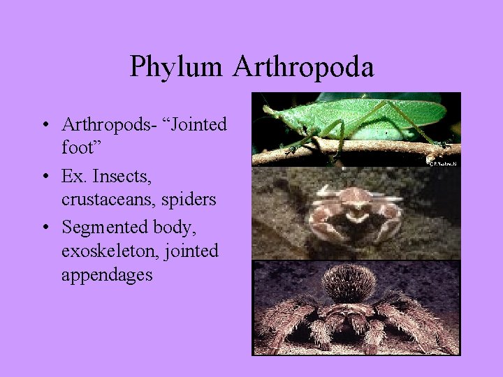 Phylum Arthropoda • Arthropods- “Jointed foot” • Ex. Insects, crustaceans, spiders • Segmented body,