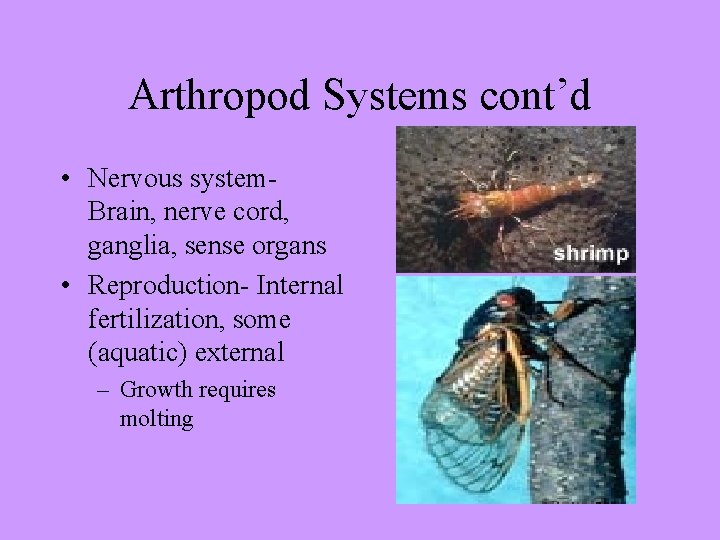 Arthropod Systems cont’d • Nervous system. Brain, nerve cord, ganglia, sense organs • Reproduction-