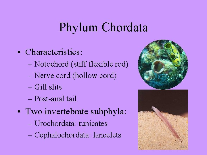 Phylum Chordata • Characteristics: – Notochord (stiff flexible rod) – Nerve cord (hollow cord)