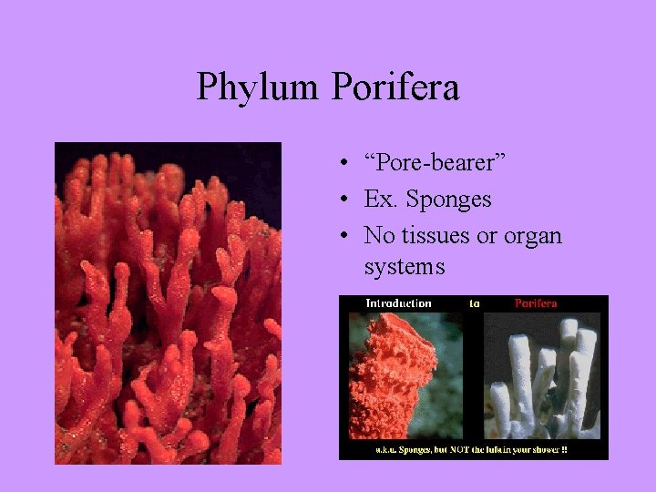 Phylum Porifera • “Pore-bearer” • Ex. Sponges • No tissues or organ systems 