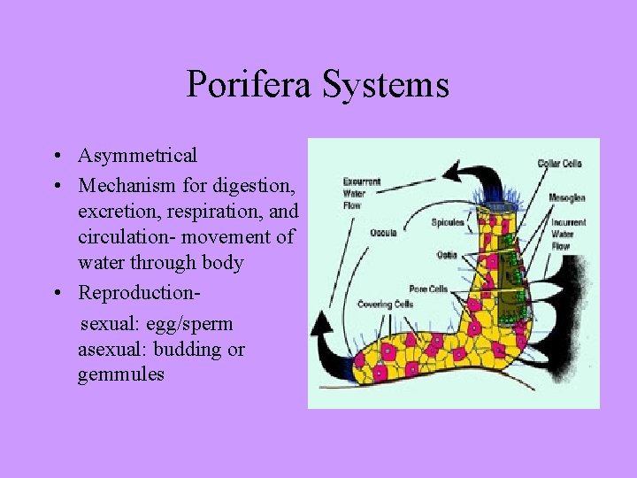 Porifera Systems • Asymmetrical • Mechanism for digestion, excretion, respiration, and circulation- movement of