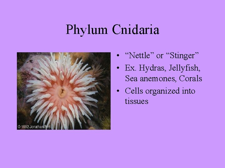 Phylum Cnidaria • “Nettle” or “Stinger” • Ex. Hydras, Jellyfish, Sea anemones, Corals •