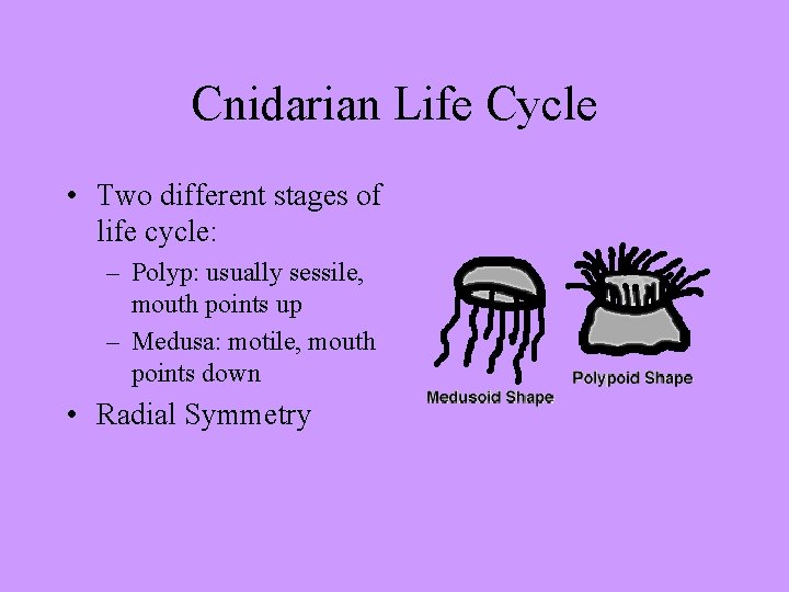 Cnidarian Life Cycle • Two different stages of life cycle: – Polyp: usually sessile,