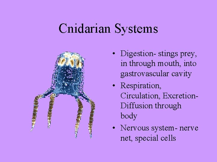 Cnidarian Systems • Digestion- stings prey, in through mouth, into gastrovascular cavity • Respiration,