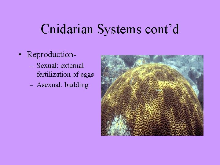 Cnidarian Systems cont’d • Reproduction– Sexual: external fertilization of eggs – Asexual: budding 