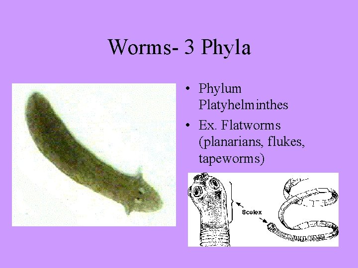 Worms- 3 Phyla • Phylum Platyhelminthes • Ex. Flatworms (planarians, flukes, tapeworms) 