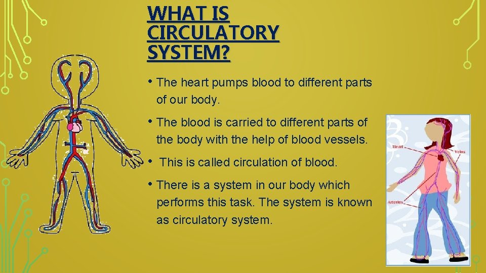 WHAT IS CIRCULATORY SYSTEM? • The heart pumps blood to different parts of our