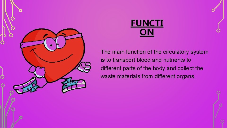 FUNCTI ON The main function of the circulatory system is to transport blood and