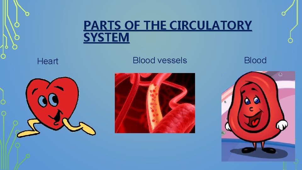 PARTS OF THE CIRCULATORY SYSTEM Heart Blood vessels Blood 
