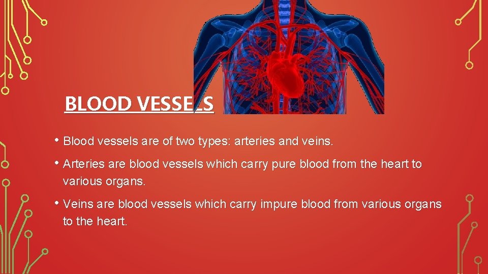 BLOOD VESSELS • Blood vessels are of two types: arteries and veins. • Arteries