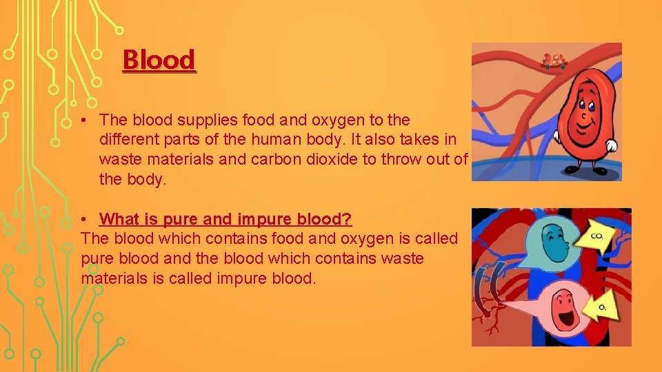 Blood • The blood supplies food and oxygen to the different parts of the