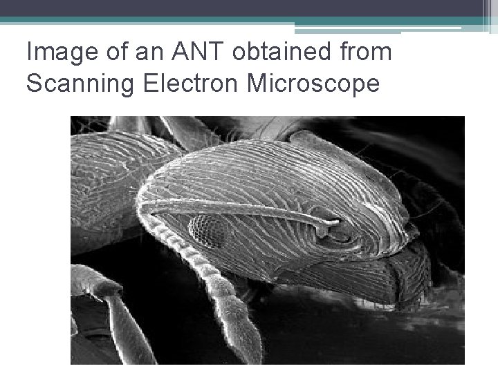 Image of an ANT obtained from Scanning Electron Microscope Image of an ANT obtained from Scanning Electron Microscope