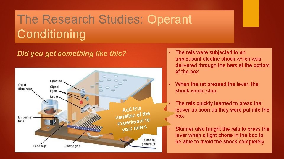 The Research Studies: Operant Conditioning Did you get something like this? • The rats