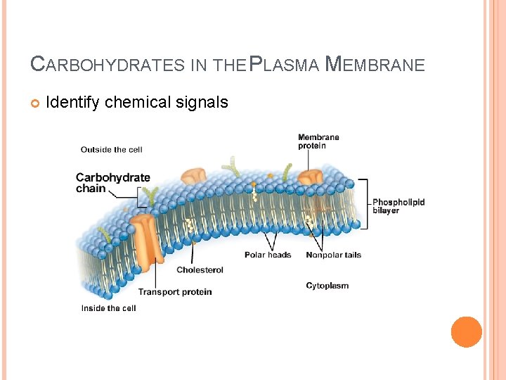 CARBOHYDRATES IN THE PLASMA MEMBRANE Identify chemical signals 