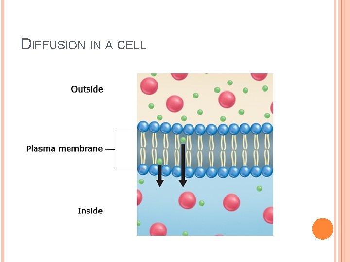 DIFFUSION IN A CELL 