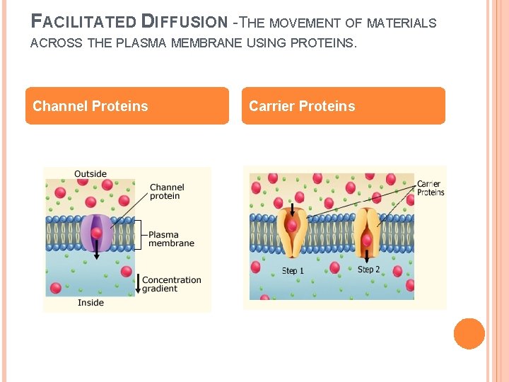 FACILITATED DIFFUSION -THE MOVEMENT OF MATERIALS ACROSS THE PLASMA MEMBRANE USING PROTEINS. Channel Proteins