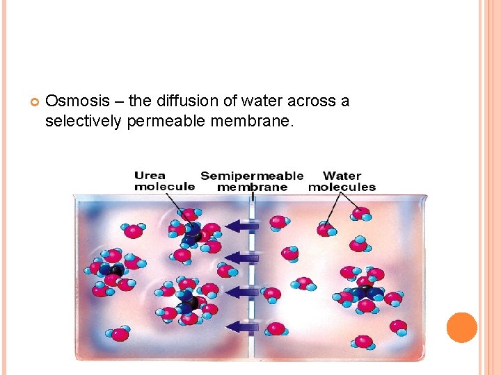  Osmosis – the diffusion of water across a selectively permeable membrane. 