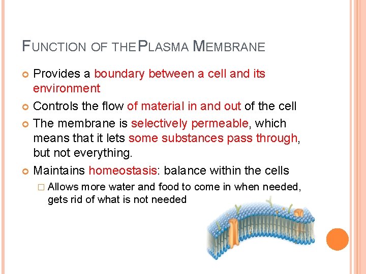 FUNCTION OF THE PLASMA MEMBRANE Provides a boundary between a cell and its environment
