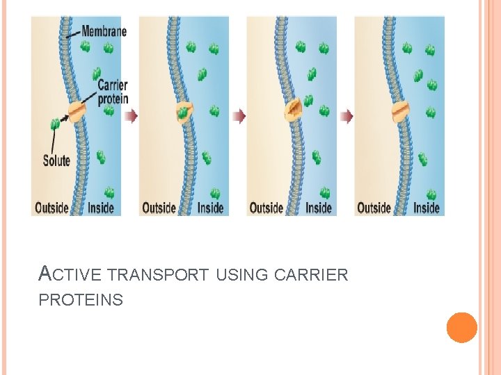 ACTIVE TRANSPORT USING CARRIER PROTEINS 