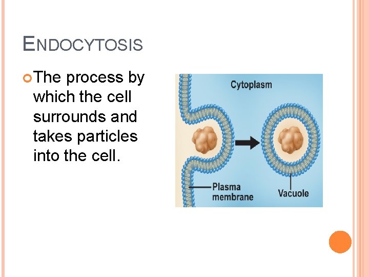ENDOCYTOSIS The process by which the cell surrounds and takes particles into the cell.