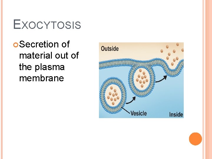 EXOCYTOSIS Secretion of material out of the plasma membrane 