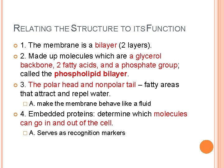 RELATING THE STRUCTURE TO ITS FUNCTION 1. The membrane is a bilayer (2 layers).