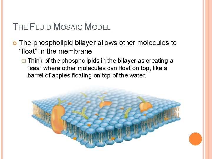 THE FLUID MOSAIC MODEL The phospholipid bilayer allows other molecules to “float” in the