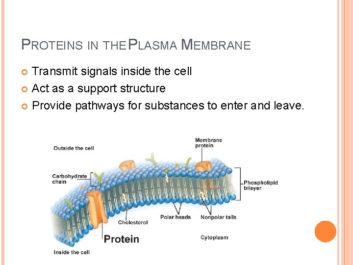 PROTEINS IN THE PLASMA MEMBRANE Transmit signals inside the cell Act as a support