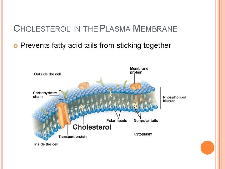CHOLESTEROL IN THE PLASMA MEMBRANE Prevents fatty acid tails from sticking together 