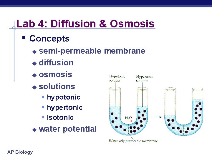 Lab 4: Diffusion & Osmosis § Concepts semi-permeable membrane u diffusion u osmosis u