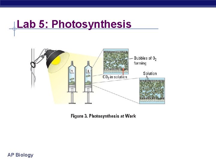 Lab 5: Photosynthesis AP Biology 