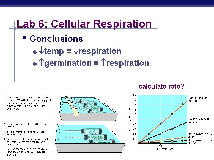 Lab 6: Cellular Respiration § Conclusions temp = respiration u germination = respiration u