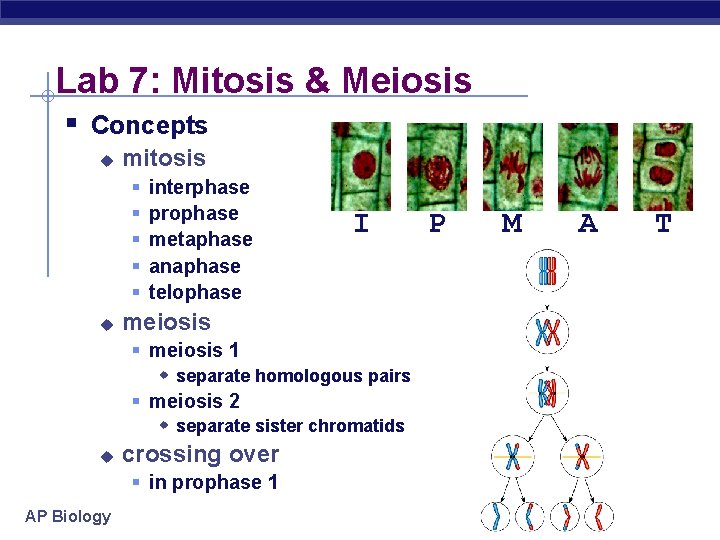 Lab 7: Mitosis & Meiosis § Concepts u mitosis § § § u interphase