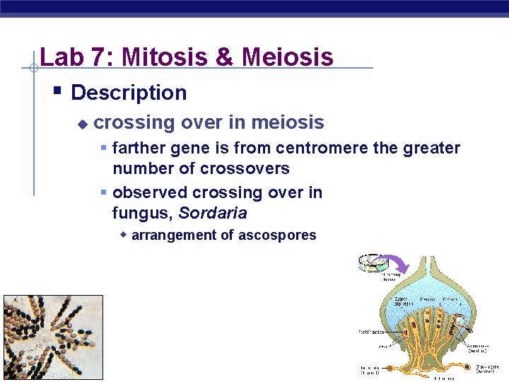 Lab 7: Mitosis & Meiosis § Description u crossing over in meiosis § farther
