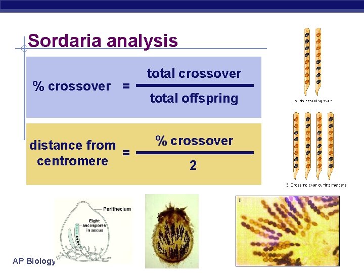 Sordaria analysis % crossover = distance from = centromere AP Biology total crossover total