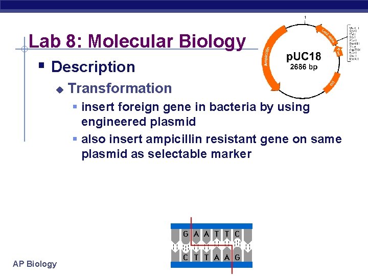 Lab 8: Molecular Biology § Description u Transformation § insert foreign gene in bacteria