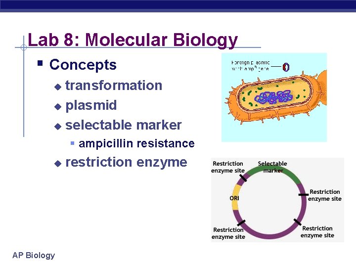 Lab 8: Molecular Biology § Concepts transformation u plasmid u selectable marker u §