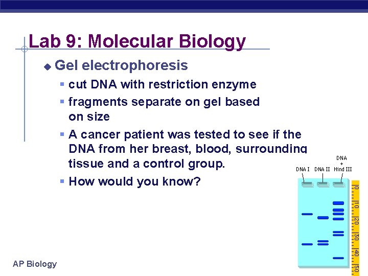 Lab 9: Molecular Biology u Gel electrophoresis § cut DNA with restriction enzyme §