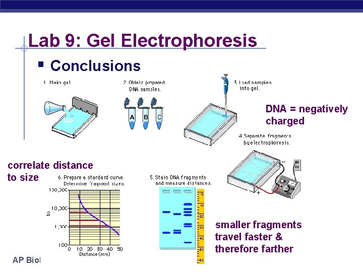 Lab 9: Gel Electrophoresis § Conclusions DNA = negatively charged correlate distance to size
