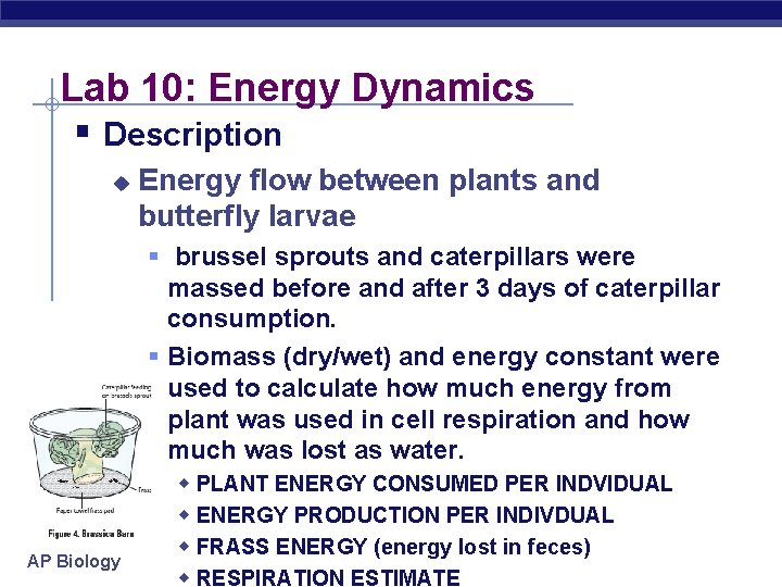 Lab 10: Energy Dynamics § Description u AP Biology Energy flow between plants and