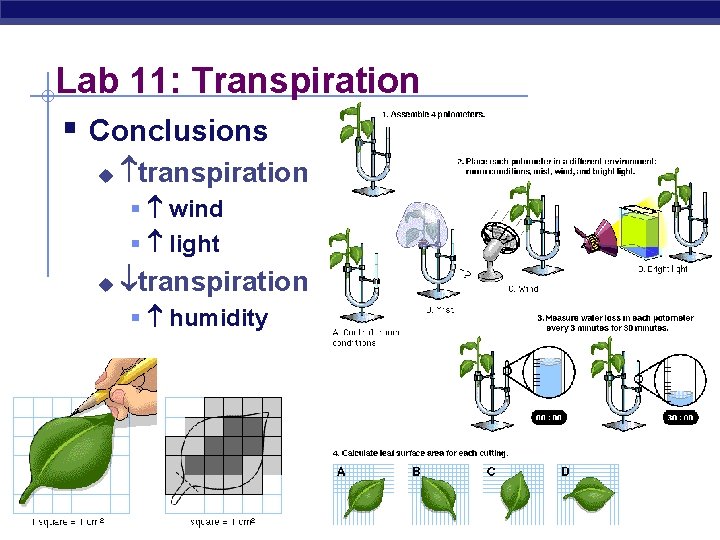 Lab 11: Transpiration § Conclusions u transpiration § wind § light u transpiration §